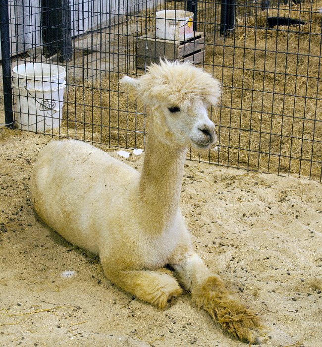 Alpaca 1